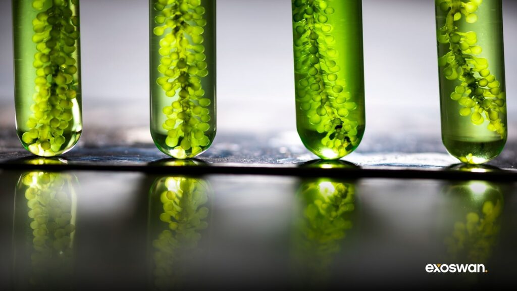 Biomass Energy Stocks Feature Image - Exoswan