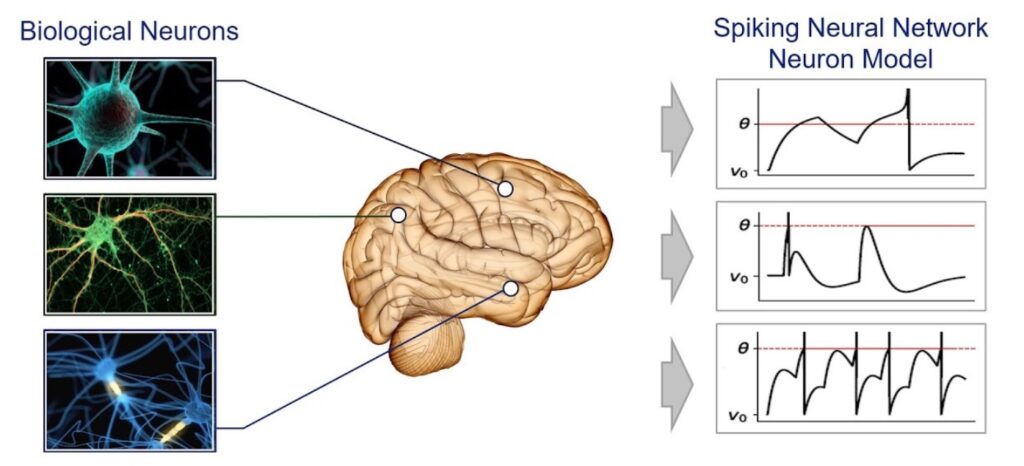 Spiking Neural Network Signals